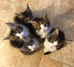 awwww-cute:  One of these baby Maine Coons will me mine in a