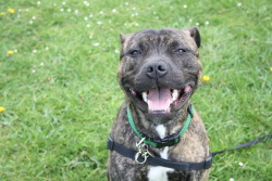 handsomedogs:  Loki on his first birthday. Staffordshire Bull