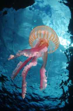 accio-forest:  jellyfishtimes: EUO © OCEANA Carlos Minguell