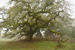 90377:   Misty oaks. Crane Creek Regional Park, Sonoma County