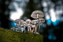 Where pixies play (porcelain fungi)