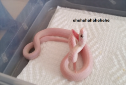 snekysnek:  My rat snake is such a jokester. 