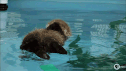 nappingredpanda:  A baby otter’s first attempt at swimming