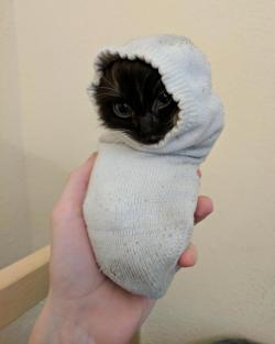 dawwwwfactory:I tried to mess with my kitten by putting her in