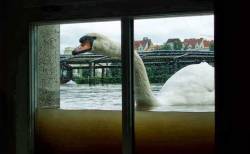 becausebirds:  “Would you be interested in buying flood insurance