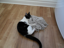 cat-overload:  Looks like I’m not gonna be mopping the floors