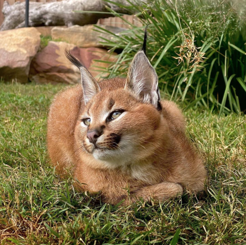 justcatposts:  Caracal kittens are so soft and adorable 😍 (via)