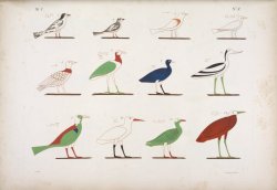 design-is-fine:  Ancient egyptians and their birds. From the