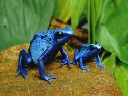 lizardking90:  Blue Poison Dart Frogs Photograph by George Grall