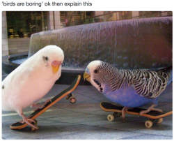 babyanimalgifs:  skater birds