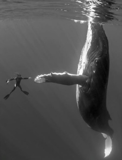 I’ve often fantasized about swimming with a blue whale.