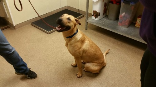 wraisedbywolves:  wahrsager:  LOOK AT THIS DOG LOOK SEE THIS DOG? SHE MY DOG! AAAAAAAAAAA After she gets spayed and we pick her up but DIS MY DOOOOOG LOOK AT THIS DOG!!!  That’s so wonderful, congrats!! What’s her name?  If it’s wholly my choice,