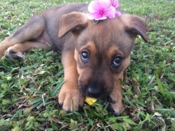 sniffing:unlawfully:I made athena a flower crown and she ate