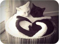 awwww-cute:If we fits, we sitsYou must call the ying and yang