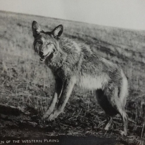 <p>Coyote medicine gives one the ability to laugh at one’s own mistakes, and also includes:</p>

<p>-Understanding that all things are sacred and that yet nothing is sacred<br/>
-Teaching us that only when all masks have fallen will we connect with the source<br/>
-Illumination<br/>
-Stealth<br/>
-Intelligence<br/>
-Childhood trust in truth</p>

<p>Amongst some native tribes, coyote is referred to as the trickster and there are many tales about the coyote. They are known as the great one and the foolish one – they don’t consciously try and trick us, rather they reflect back to us our own capacity for being clever and stupidity.</p>

<p>#coyote #shamanism #animalmedicine</p>