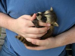 awwww-cute:   Baby raccoon who is so cute that you might not