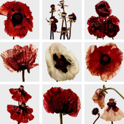 bowiesclockworkorange:  Irving Penn - Flowers, 1969 