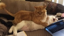 awwww-cute: my boyfriend doesn’t believe that his cat bullies