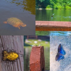 Nature Finds @ Camp 🦋🐢🐠📸#photography #nature #cameragirlflow