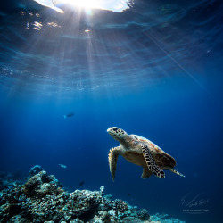 creatures-alive:  Loggerhead in sunbeams by Vitaliy Sokol 