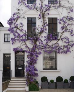 sixpenceee: Beautiful Wisteria on a white wall. (Source)  