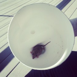 We found a #mouse on graham’s uncle’s boat! Thankfully