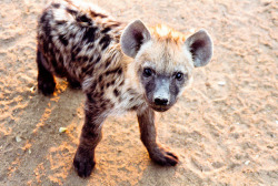 axiatonal:  southafricaphotoblog: A baby hyena seen on a South