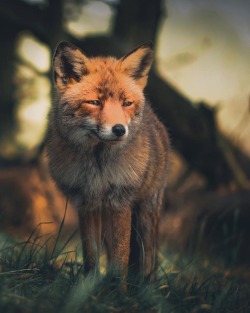 everythingfox:  Sunset Fox  📷: Konsta Punkka