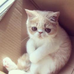 gloriouspuppies:  Kitten, sitting in a box.