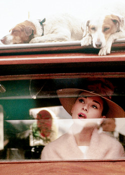 vintagegal:Audrey Hepburn photographed during the filming of