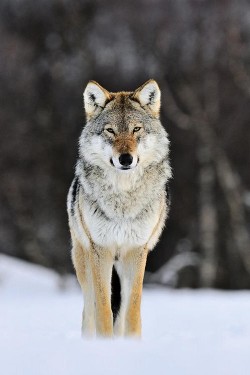 wonderous-world:  Gray Wolf by Jasper Doest 