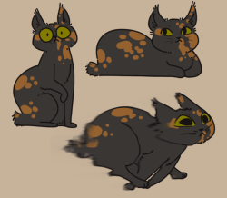 toopsy:  doodles of my cat. her name is pepper and she is VERY