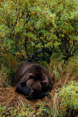 expressions-of-nature:  Brown Bear Napping, Alaska by Joel Sartore