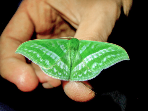 onenicebugperday:  Emerald moths in the subfamily Geometrinae,