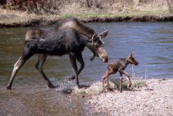 americasgreatoutdoors:  Your daily dose of cute! A mama moose