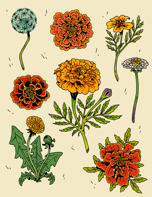 mimblex:Dandelions & marigolds