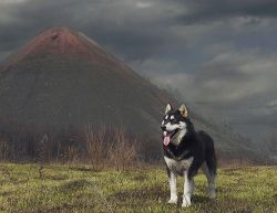 janetmillslove:  Alaskan Malamute Dog moment love 