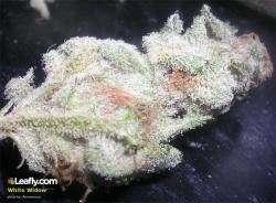 theheroicchemist:  White Widow is one of the most famous strains