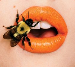 razorshapes:Irving Penn - Bee (A), 1995