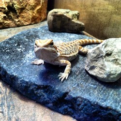 Drako the dragon. #pets #bearded #dragon #lizard #reptile #cool