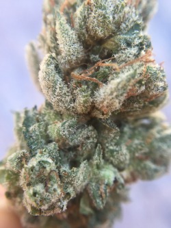 veraisastoner:  8 Ball OG & King Louie