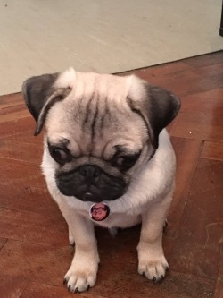 4remy:  4remy:  my friend has a pug puppy called danny devito