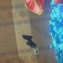 I don’t have a dog, but I have a fish. He’s a good boy.(leafglow)all