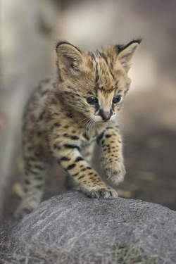 synplynatural:  Kamari the Serval Kitten by San Diego Zoo Global
