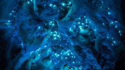 solarpunkprincess:  wearewakanda:  Bioluminescent glow worms