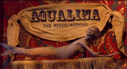 Fiji mermaid.