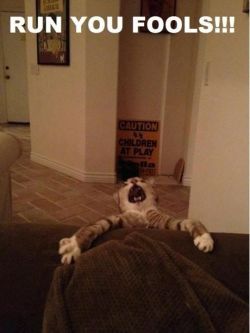 dangerouslycutecats:  run!!! - FUNNY CAT PHOTOS https://t.co/6N3itlKIxO