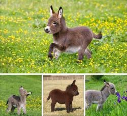 awwww-cute:  i think it’s time to appreciate baby donkeys.