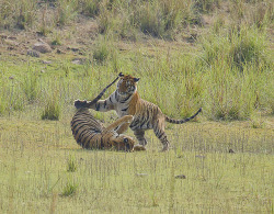 funnywildlife:  Mom Spanking the cub by U.day on Flickr. Tigers