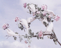 deprincessed:  Surreal rose plant featured in the editorial ‘Stranger